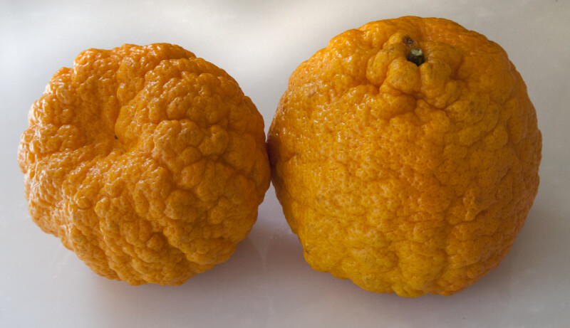 Two Gold Nugget Mandarins