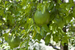 Two Grapefruits