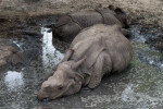 Two Greater Indian Rhinoceroses