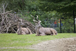 Two Greater Kudu Antelopes