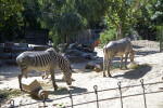 Two Grévy's Zebras Foraging at the Sacramento Zoo