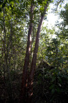 Two Gumbo-Limbo Trunks