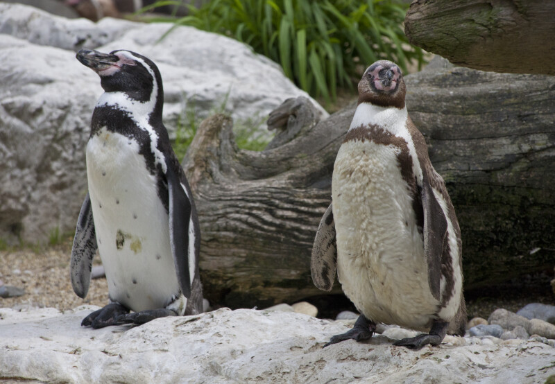 Two Humboldt Penguins