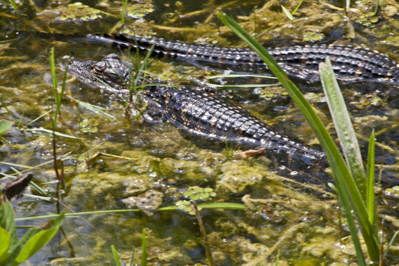 Two Juvenile American Alligators in Water