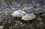 Two Mushrooms Under Shrub