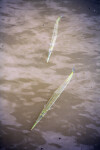 Two Needlefish