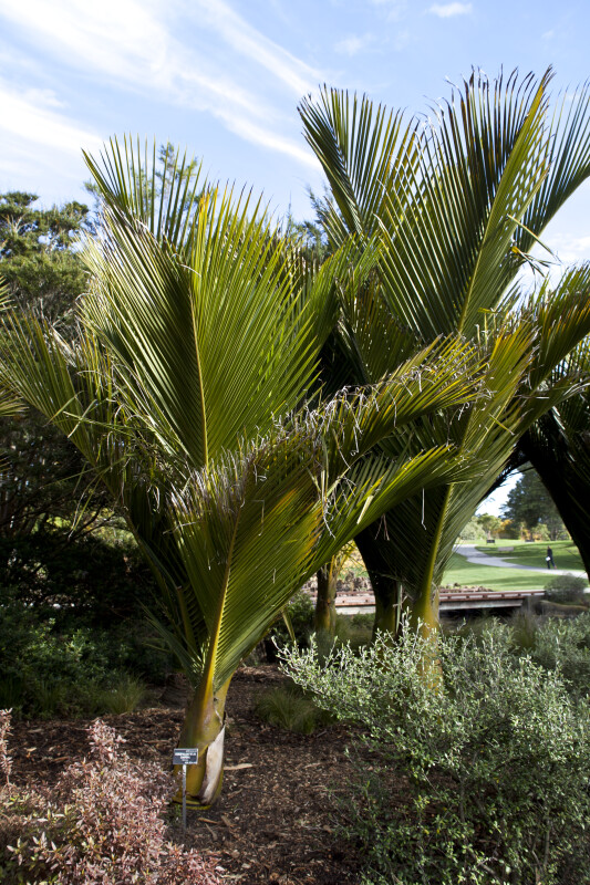 Two Nikau Palms