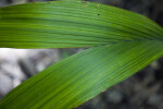 Two Palm Leaves