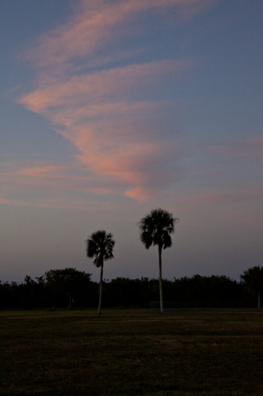 Two Palm Trees at Dusk
