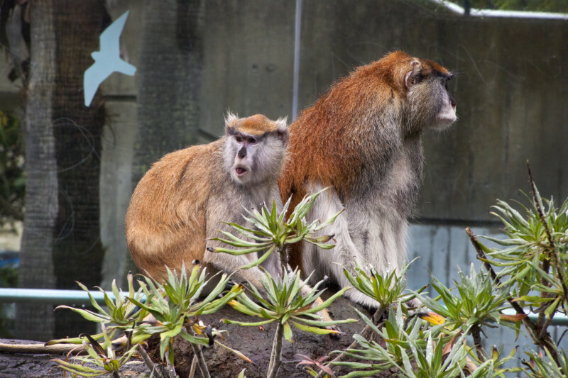 Two Patas Monkeys