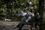 Two Pelicans