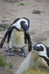 Two Penguins - One Standing on Ledge, Another in Water