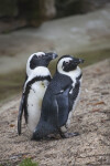 Two Penguins with Black and White Coloring