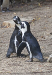 Two Penguins with their Beaks Touching at the Artis Royal Zoo
