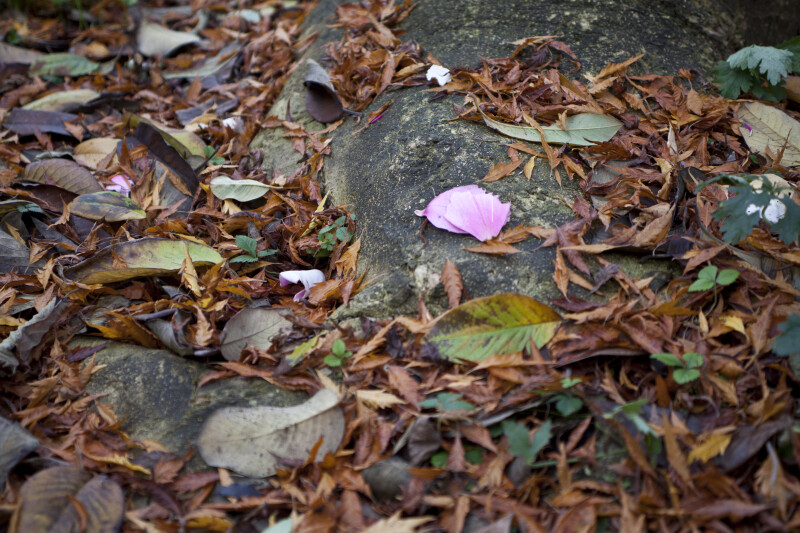 Two Pink Leaves on a Rock