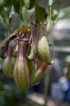 Two Pitchers