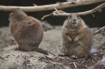 Two Prairie Dogs Standing near Branches at the Artis Royal Zoo