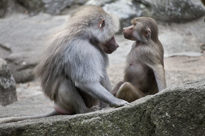 Two Primates Sitting