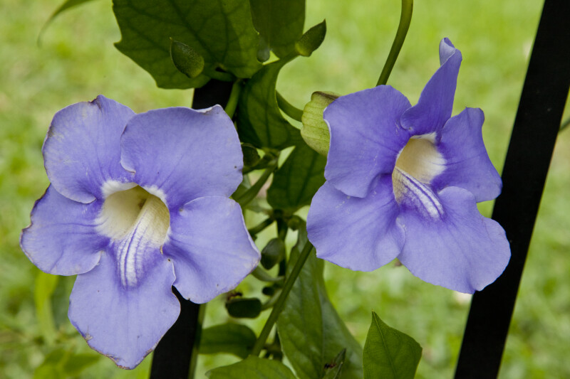 Two Purple Flowers of a Sky Vine