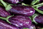 Two Purple-White Eggplants