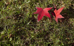 Two Red American Sweetgum Leaves in Grass at Evergreen Park
