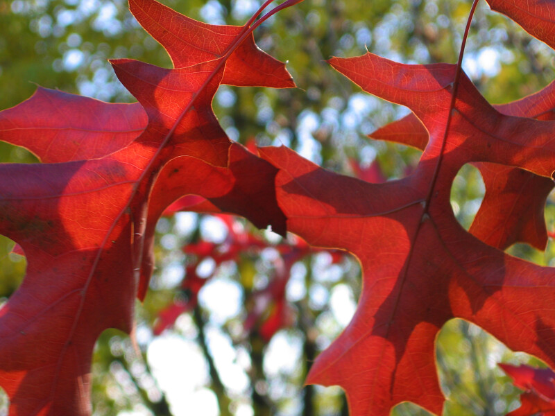Two Red Autumn Leaves