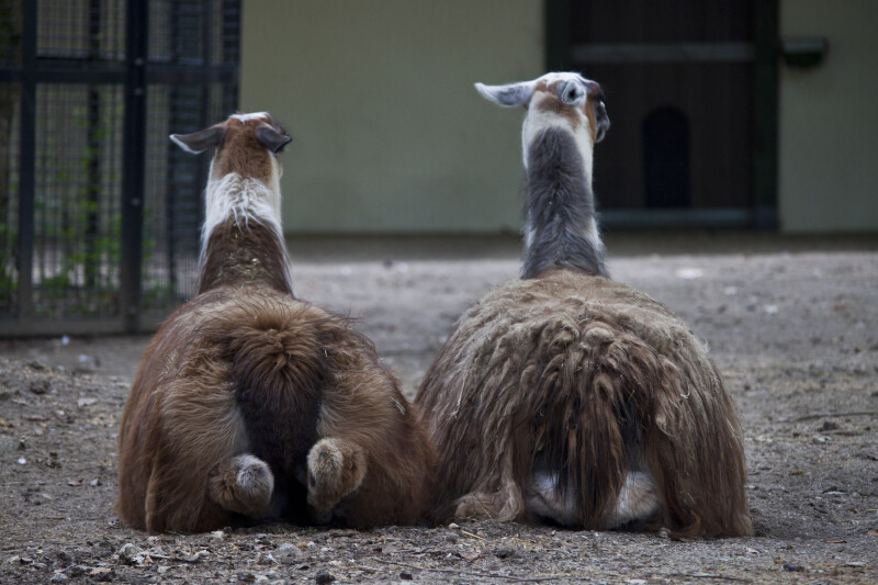 Two Resting Llamas at the Artis Royal Zoo