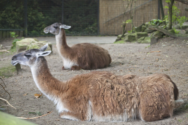 Two Resting Llamas at the Artis Royal Zoo