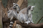 Two Ring-Tailed Lemurs