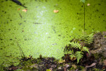 Two Rocks near Algae-Filled Pond