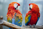Two Scarlet Macaws