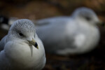 Two Seagulls on the Ground