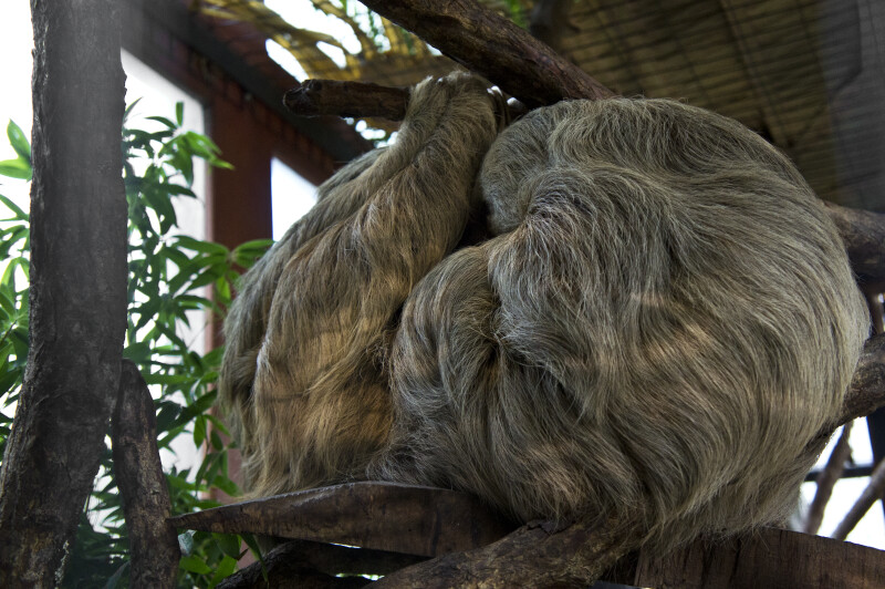 Two Sloths Sleeping