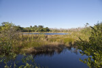 Two Small Bodies of Water Separated by Dry Grass