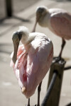 Two Spoonbills