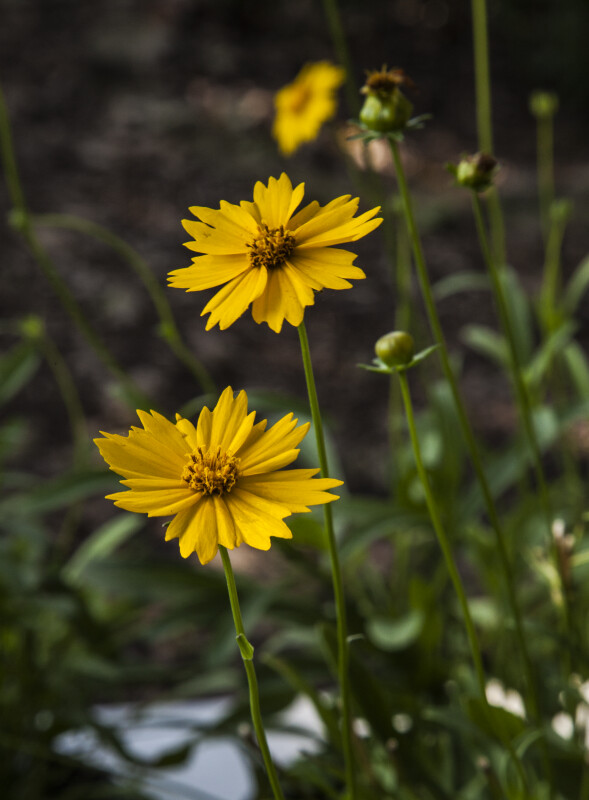 Two Tickseed Flowers