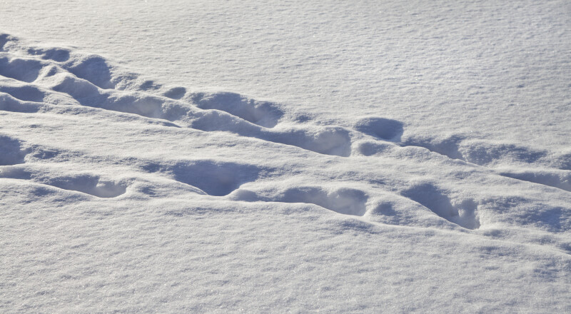 Two Tracks Through the Snow