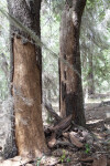 Two Trees with Shaved Bark