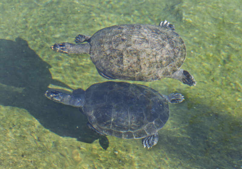 Two Turtles