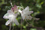 Two White Azalea Flowers