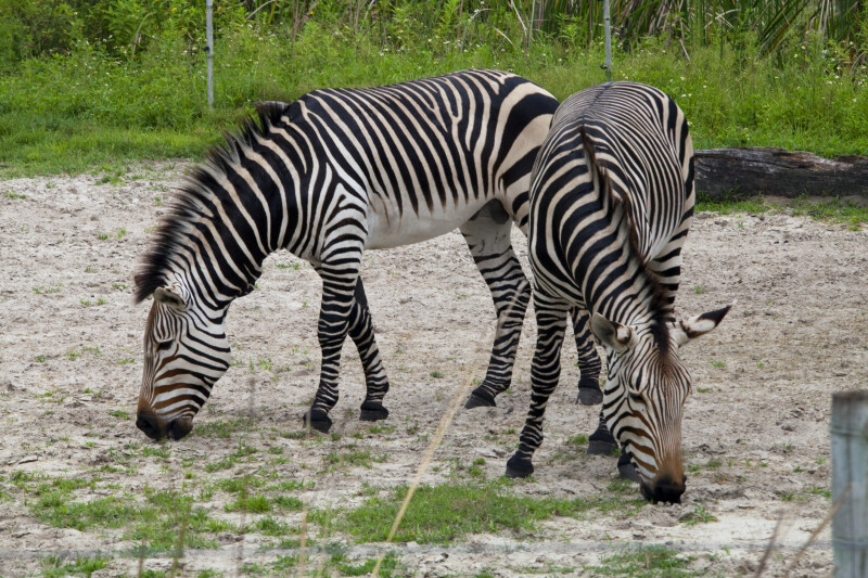 Two Zebras Grazing