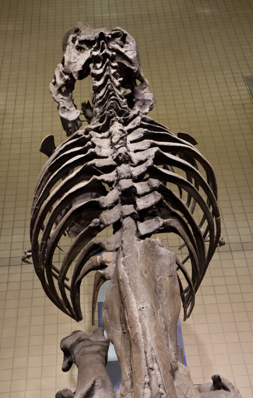 Tyrannosaurus Rex Skeleton at the Pittsburgh Airport