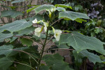 Uncarina leptocarpa