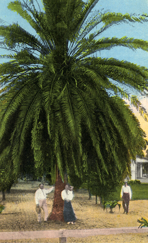 Under the Old Palm Tree in St. Petersburg, Florida