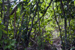 Underbrush Around Bear Lake Trail