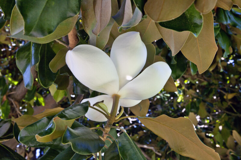 Underside of a White Magnolia Flower
