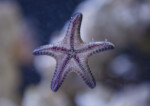 Underside of Purple Starfish at The Florida Aquarium