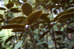 Underside of Rhododendron Leaves