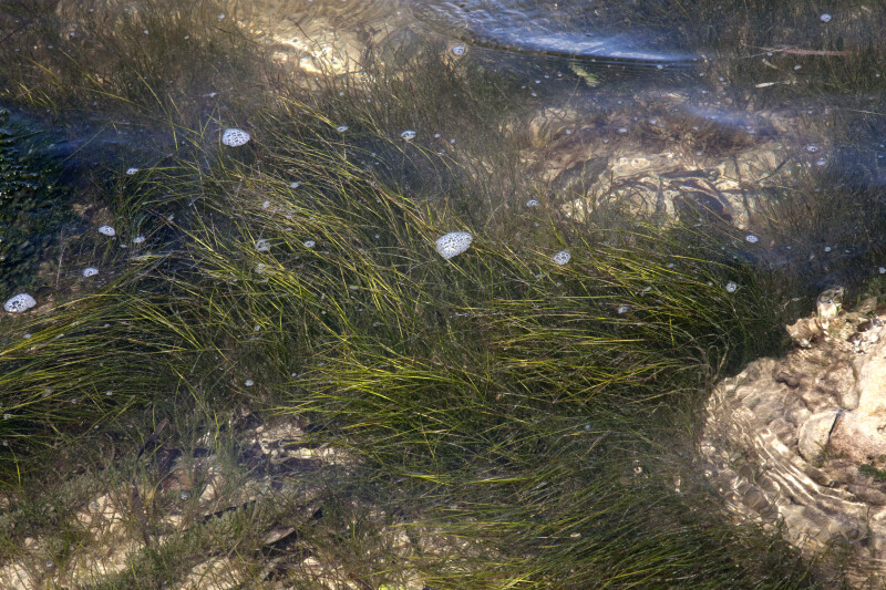 Underwater Grass