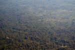 Underwater Vegetation